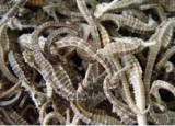 Dried Seahorse Hippocampus algiricus